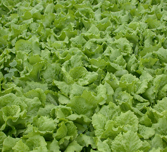 ȫ���ͳ�޷����-���˷N��-�����N�I(y��)