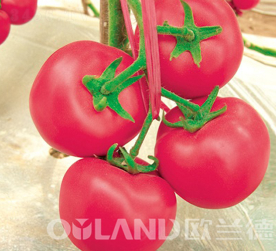 ����2̖-���ѷN��-�W�m��