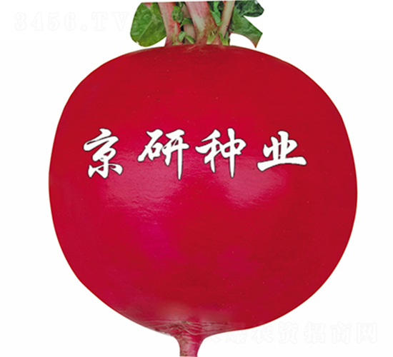 ���t5̖(h��o)-�}���N��-����