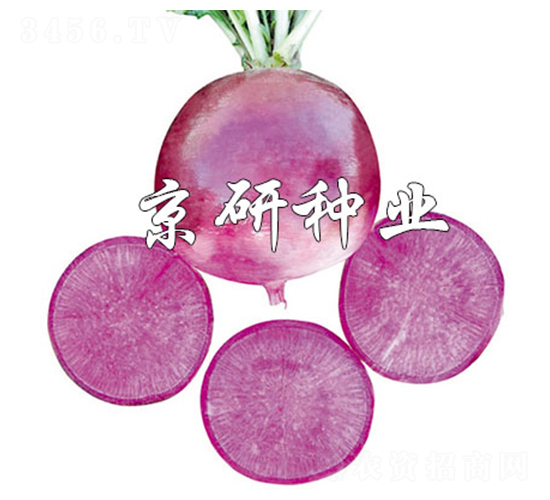 �����ϵ�-�}���N��-����