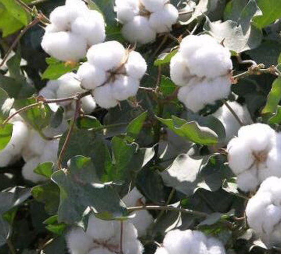 ���S��67̖(h��o)�������67̖(h��o)��-�޻��N��-���S�r(n��ng)�I(y��)