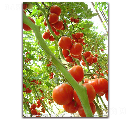 Խ��8-Խ�����ѷN��-�r(n��ng)֮��