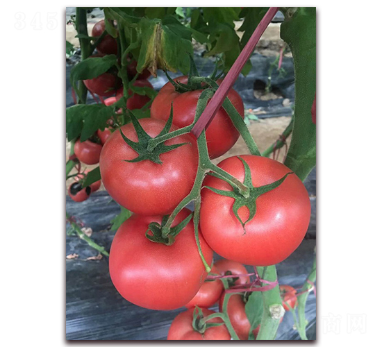 Խ������Ʒ�NT706-�r(n��ng)֮��(r��n)