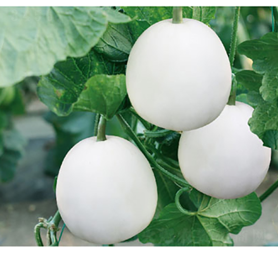 ���۰׽�-��ϷN��-�߶˷N�I(y��)