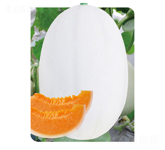 �ش�|����1̖-��ϷN��-�߶˷N�I(y��)