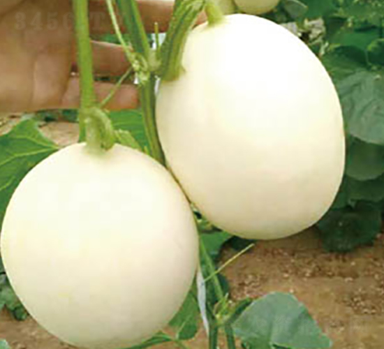 ����һ̖-��ϷN��-�߶˷N�I(y��)