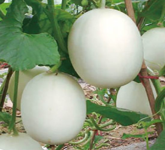 �ش����-��ϷN��-�߶˷N�I(y��)