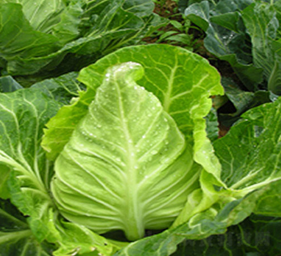 ����-���{�N��-�н��N�I(y��)