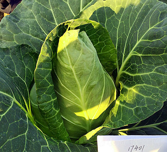 17401���£�-���{�N��-�н��N�I(y��)