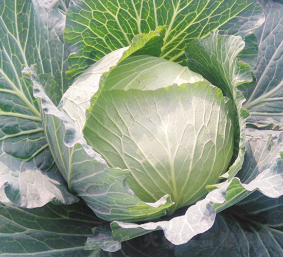 �K��40-���{(l��n)�N��-�н��N�I(y��)