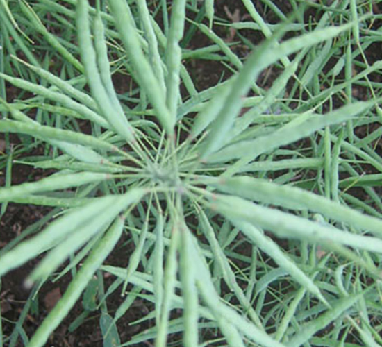 ����16-�Ͳ˷N��-�н��N�I(y��)