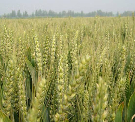 ����26-С���N��-�н��N�I(y��)