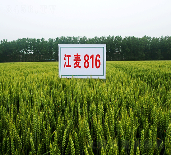 ����816-С���N��-�н��N�I(y��)