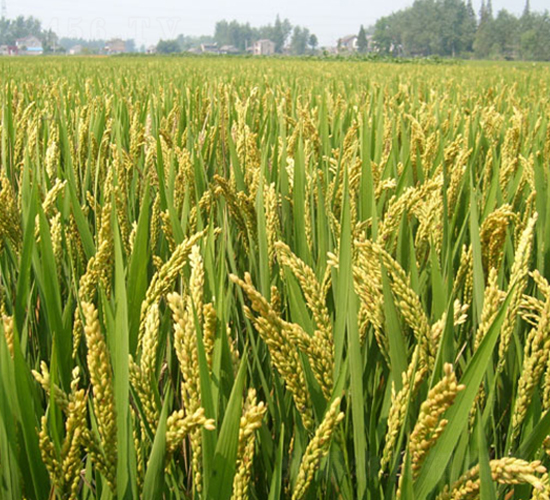 ���\(y��n)��27̖-�����N��-�н��N�I(y��)