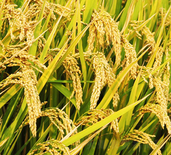 ����(y��u)��6̖(h��o)-�s�������N��-�н��N�I(y��)