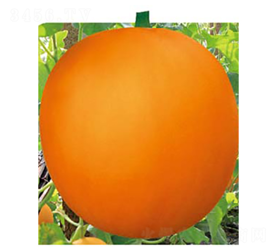 �ش���t-��ϷN��-�߶˷N�I(y��)