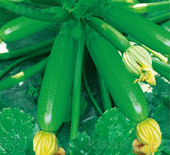 �߶˶���-�����J�N��-�߶˷N�I(y��)