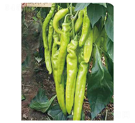 �߶˽���-�����N��-�߶˷N�I(y��)