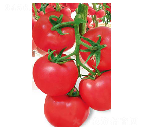 �t��-���ѷN��-�߶˷N�I(y��)