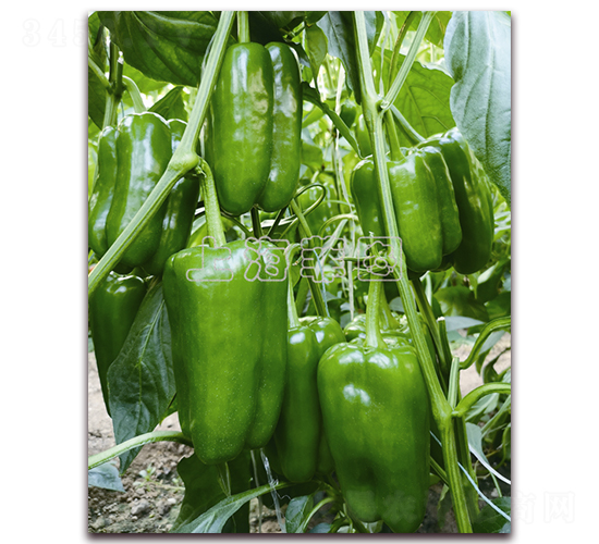 �L����018-�𽷷N��-�ƈD�N�I(y��)