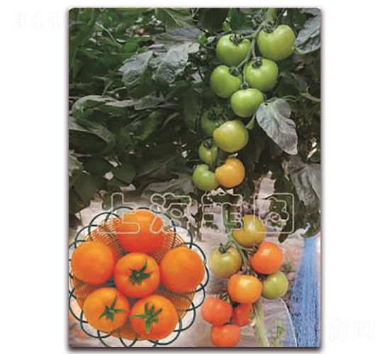 ���һ̖-��ɫ���ѷN��-�ƈD�N�I(y��)