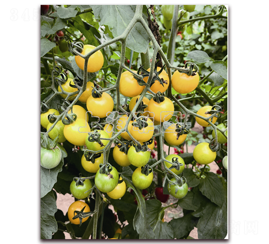 �SСѾ-��ɫ���ѷN��-�ƈD�N�I(y��)