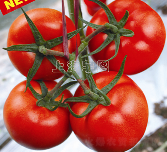 �t��446-��TY��t���ѷN��-�ƈD�N�I(y��)