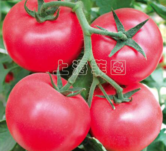 ����������̖(h��o)-��TY�۹����ѷN��-�ƈD�N�I(y��)