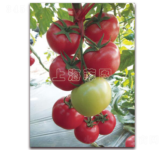 �����A��-��TY�۹����ѷN��-�ƈD�N�I(y��)