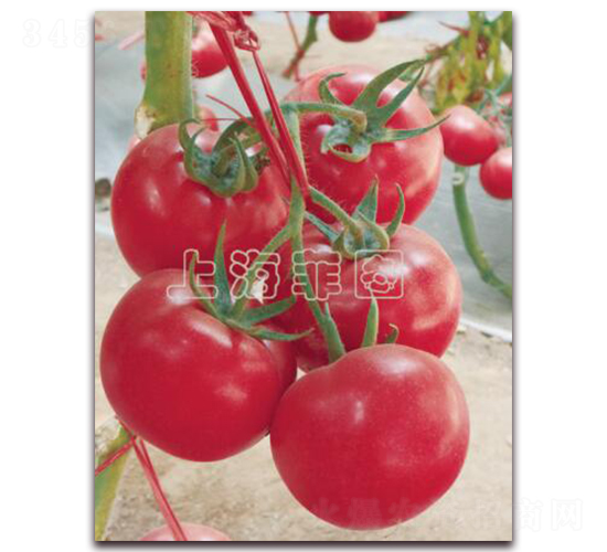 ������Ⱥ-��TY�۹����ѷN��-�ƈD�N�I(y��)