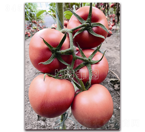 ����7116-��TY�۹����ѷN��-�ƈD�N�I(y��)