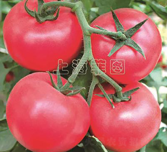 ���Ǹ���-��TY�۹����ѷN��-�ƈD�N�I(y��)