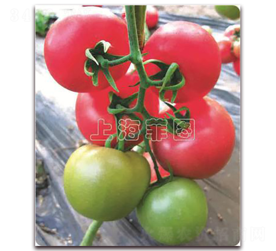 ������̖-��TY�۹����ѷN��-�ƈD�N�I(y��)