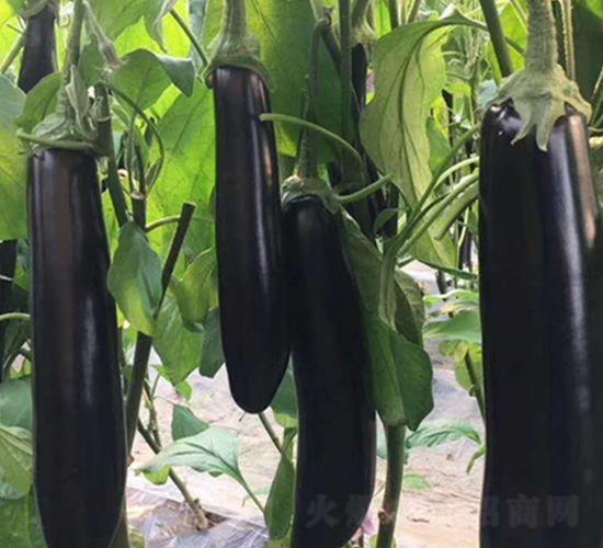 �������Gʂ�L��-���ӷN��-�A�~�N�I(y��)