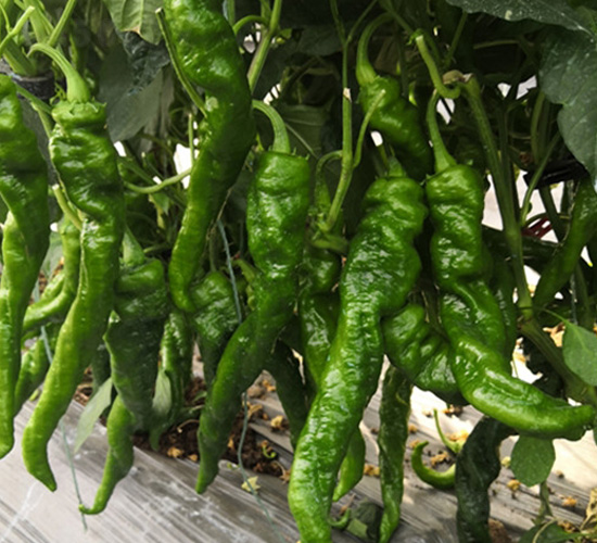 �ݽz��-�����N��-�A�~�N�I(y��)