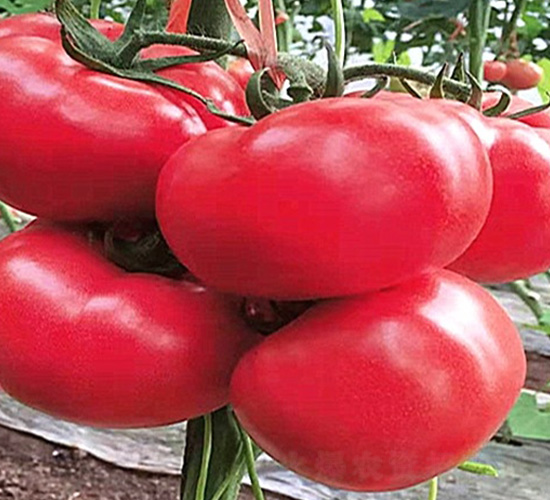 �����÷���-���ѷN��-�A�~�N�I(y��)