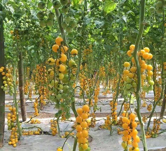 �Sɫ���ҷ���-���ѷN��-�A�~�N�I(y��)