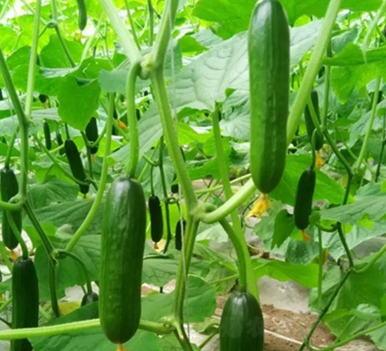 �o(w��)��ˮ��С�S��-�S�ϷN��-�A�~�N�I(y��)