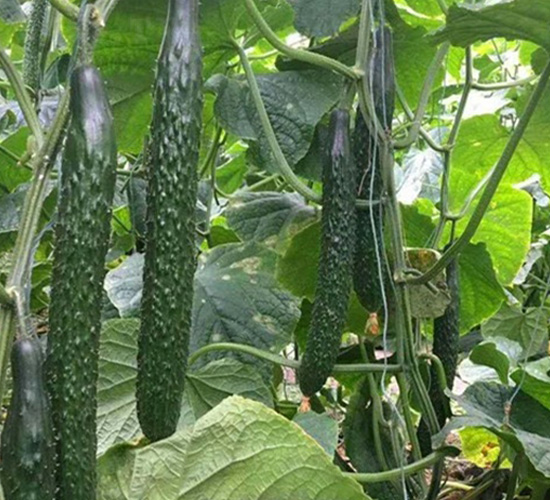 ȫ�������ܴ��S��-�S�ϷN��-�A�~�N�I(y��)