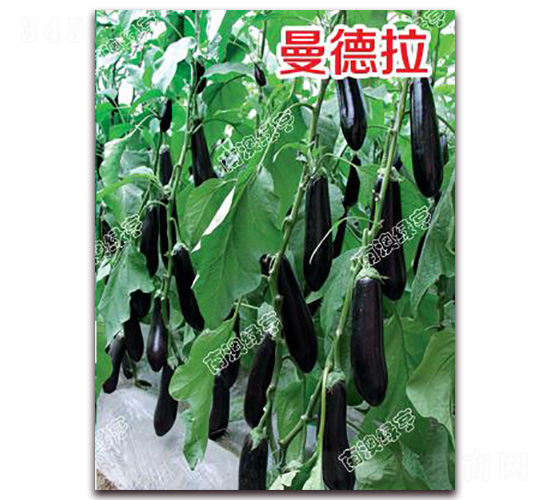 ������-���ӷN��-�G���r�I(y��)