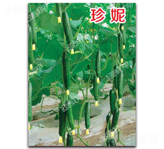 ����-С�S�ϷN��-�ϰľG��