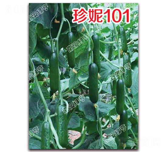 ����101-С�S�ϷN��-�ϰľG��