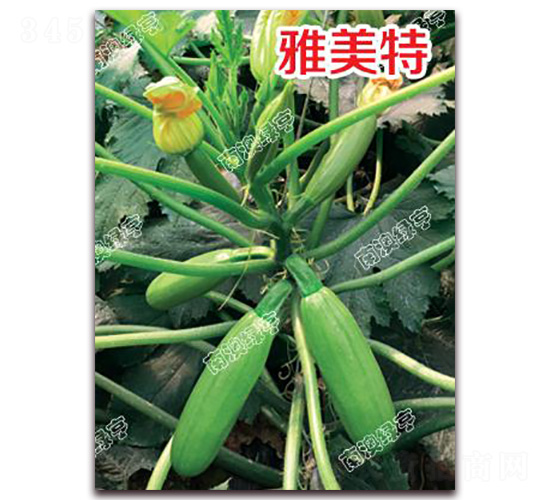 ������-�����J�N��-�ϰľG��