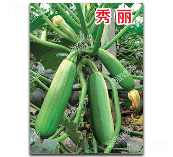 ����-�����J�N��-�ϰľG��