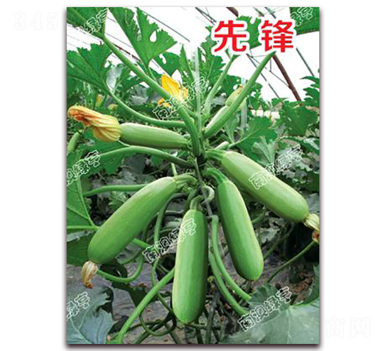 ���h-�����J�N��-�ϰľG��