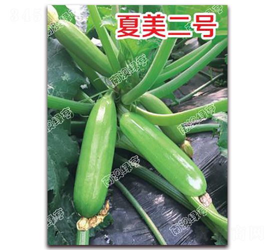 ������̖-�����J�N��-�ϰľG��