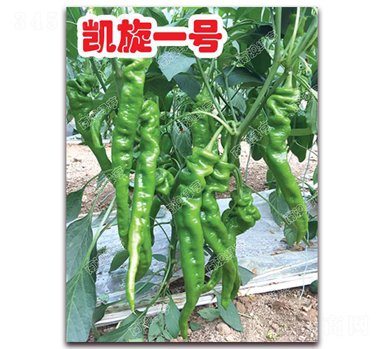 �P��һ̖-�ݽz���N��-�ϰľG��