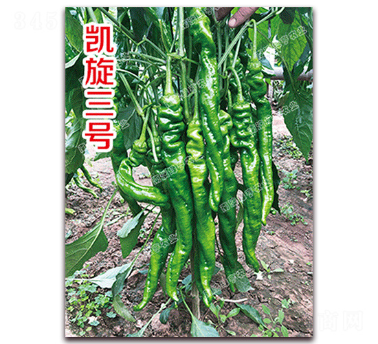 �P����̖-�ݽz���N��-�ϰľG��