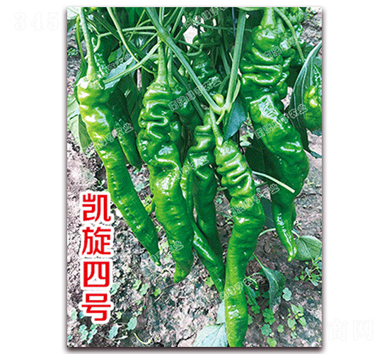 �P����̖-�ݽz���N��-�ϰľG��