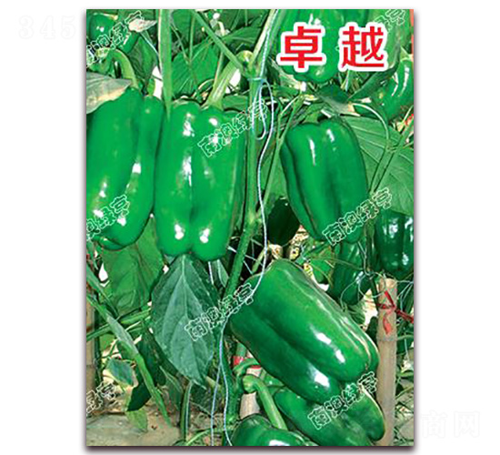 ׿Խ-�𽷷N��-�ϰľG��